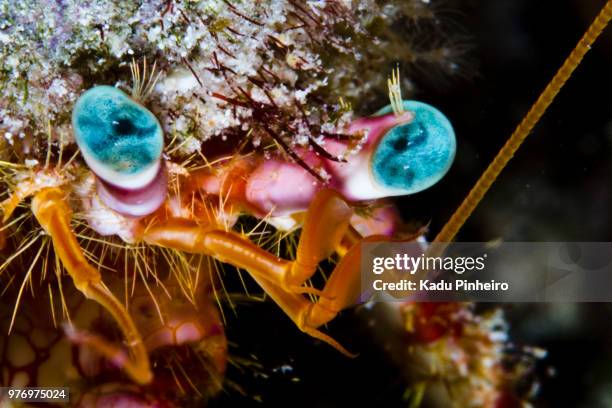 crab eyes - mantis shrimp stock pictures, royalty-free photos & images