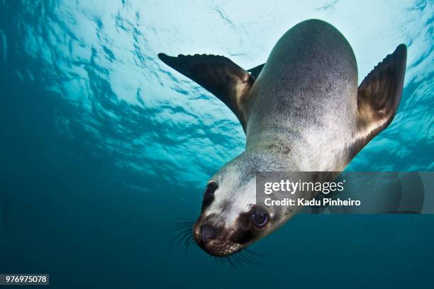 lobito - sea lion stock pictures, royalty-free photos & images