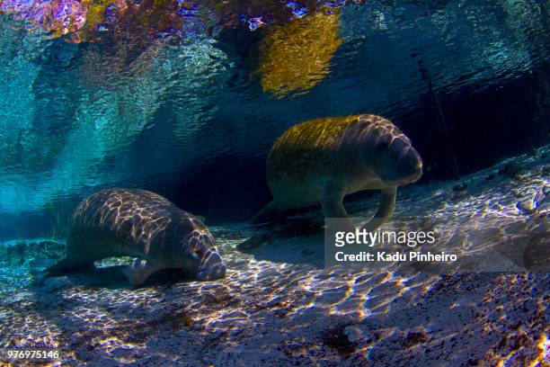 manatees - dugong stock pictures, royalty-free photos & images