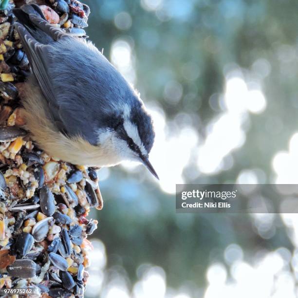 tufty the red-breasted nuthatch - red breasted nuthatch stock pictures, royalty-free photos & images