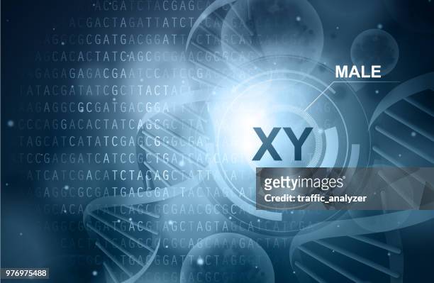 geschlecht - xy-chromosom - chromosome stock-grafiken, -clipart, -cartoons und -symbole