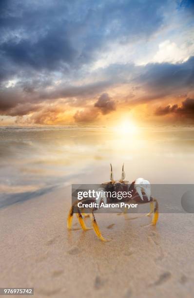 crab on beach - crab stock pictures, royalty-free photos & images