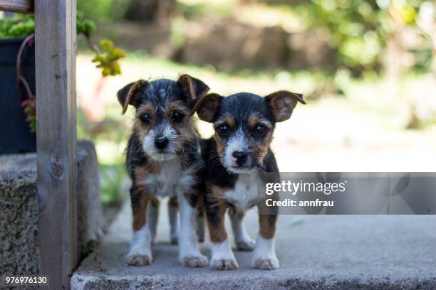 puppies - annfrau stock pictures, royalty-free photos & images