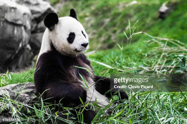 giant panda (ailuropoda melanoleuca) eating bamboo - pandas photos et images de collection