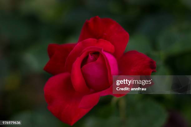 rose - annfrau stockfoto's en -beelden