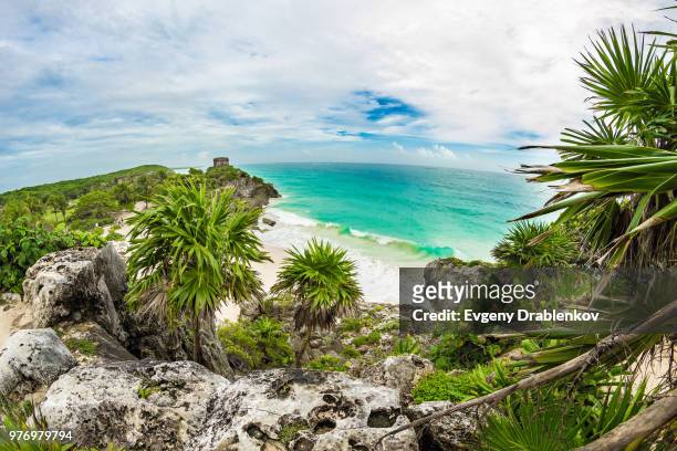 palm trees on coast, tulum, quintana room, mexico - palm coast stock pictures, royalty-free photos & images