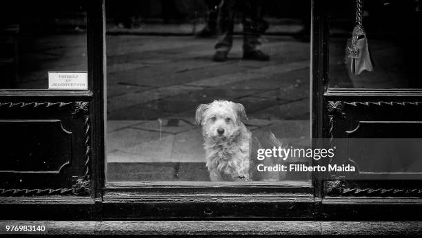 dietro la vetrina (vita da cani) - dietro stock pictures, royalty-free photos & images