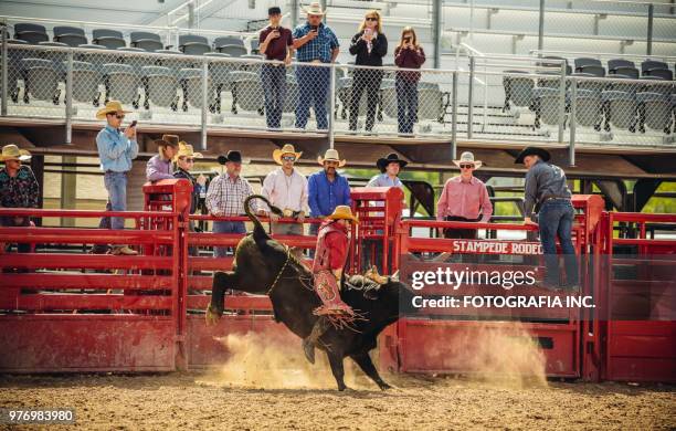 utah bull riding rodeo - bull riding imagens e fotografias de stock