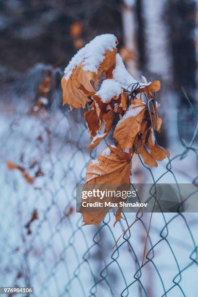 dry leaves on fence in winter, magnitogorsk, russia - マグニトゴルスク ストックフォトと画像