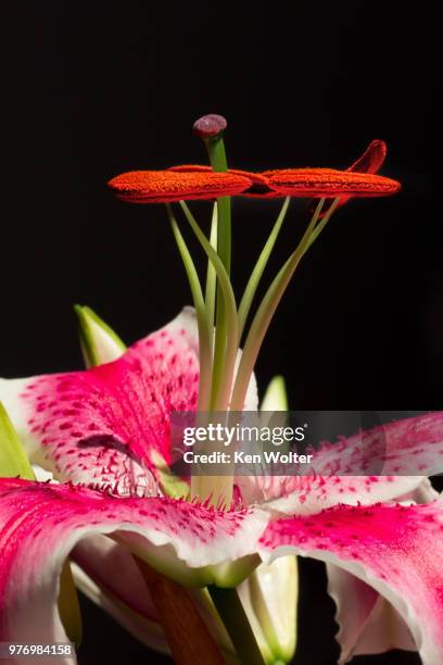 stargazer lily upright - stargazer lily imagens e fotografias de stock