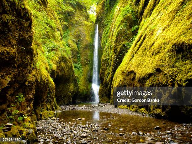 oneonta gorge - oneonta gorge stock pictures, royalty-free photos & images