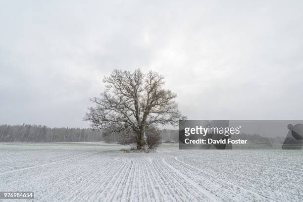 single tree in field in snow, morga hage, uppsala, sweden - ウップランド ストックフォトと画像