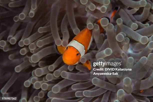 ocellaris clownfish in sea anemones, komodo national park, indonesia - nusa tengara oriental imagens e fotografias de stock