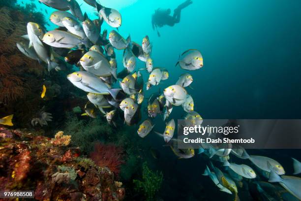 school of grey fish with yellow stripe on eye, raja ampat islands, new guinea, indonesia - raja ampat islands fotografías e imágenes de stock