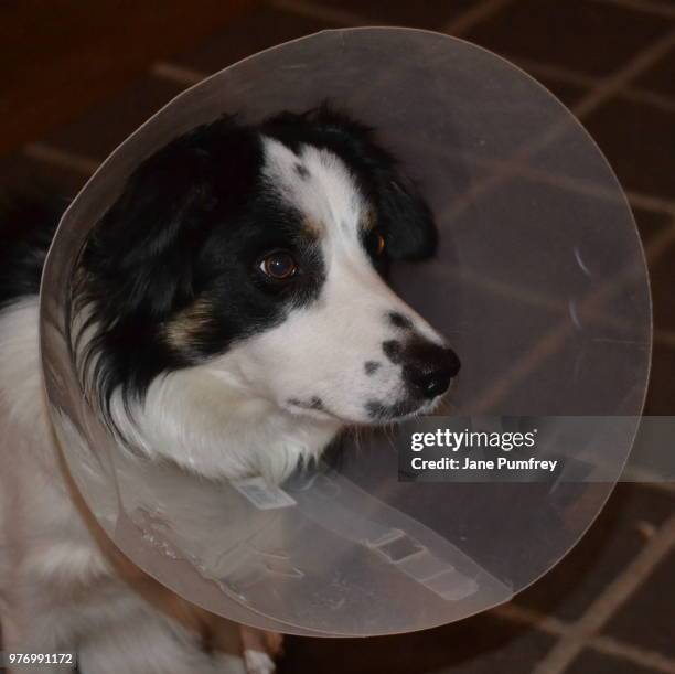 cone of shame - cone of shame stock pictures, royalty-free photos & images