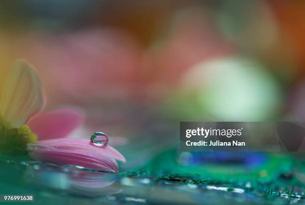 water droplet on pink flower petal, kazanlak, stara zagora province, bulgaria - zagora stock pictures, royalty-free photos & images