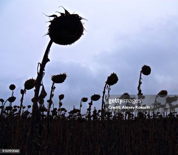 sunflower - nobody will clean! - thistle silhouette stock pictures, royalty-free photos & images