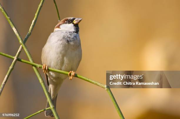 sparrow - chitra stock pictures, royalty-free photos & images