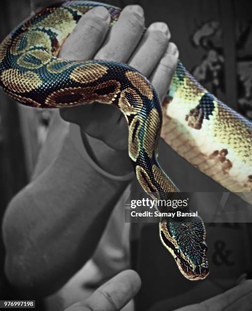 psychedelic snake - netzpython stock-fotos und bilder