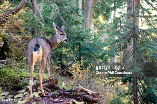 grouse mountain wild deer - grouse mountain fotografías e imágenes de stock
