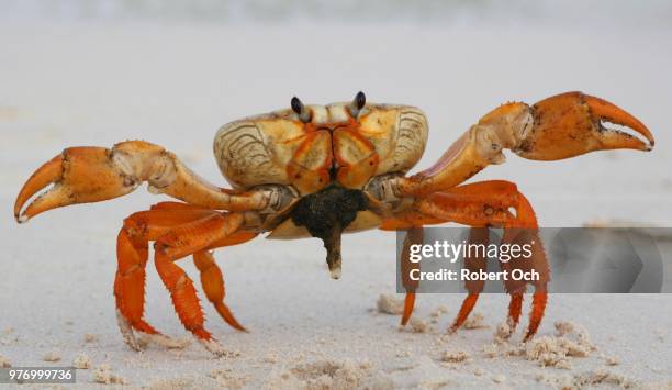 cayman crab - crab fotografías e imágenes de stock