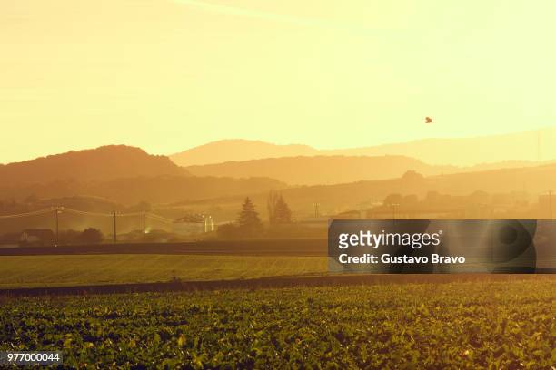 bird flying over field at sunset, trespuentes, alava, basque country, spain - alava stock-fotos und bilder