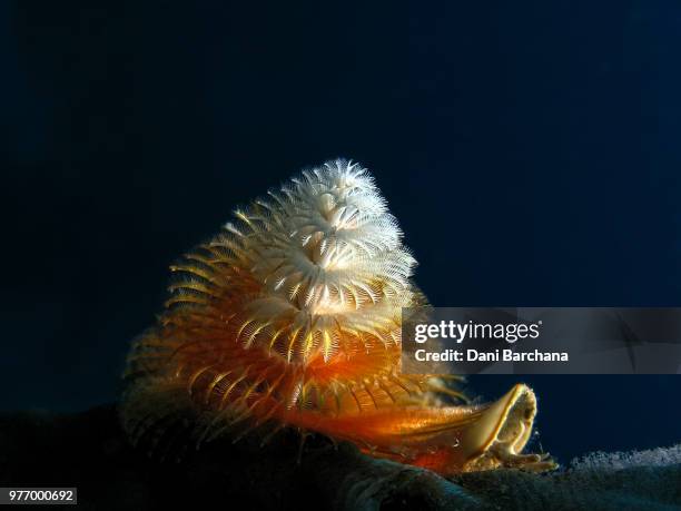 christmas-tree worm (spirobranchus corniculatus) - tube worm stock pictures, royalty-free photos & images