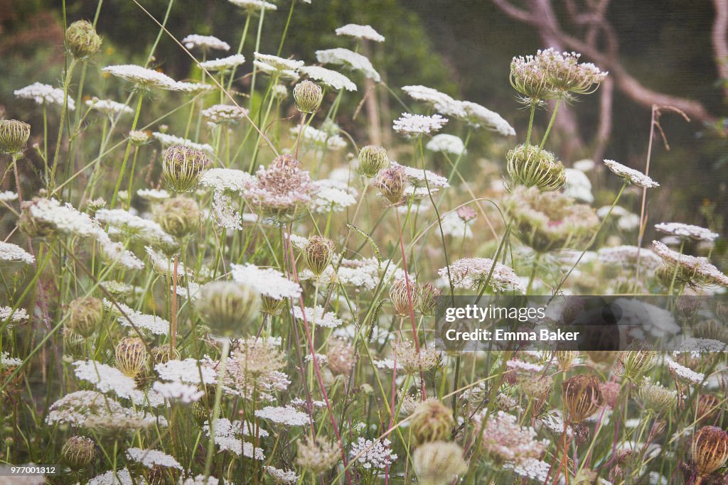 Close-up of wild carrots (Queen Annes Lace)