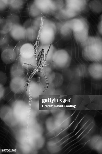 argiope? orb weaver spider 1 - david weaver stock pictures, royalty-free photos & images