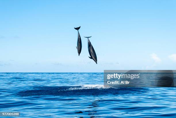 dolphins jumping above water, ponta delgada, azores, portugal - ponta delgada stock pictures, royalty-free photos & images