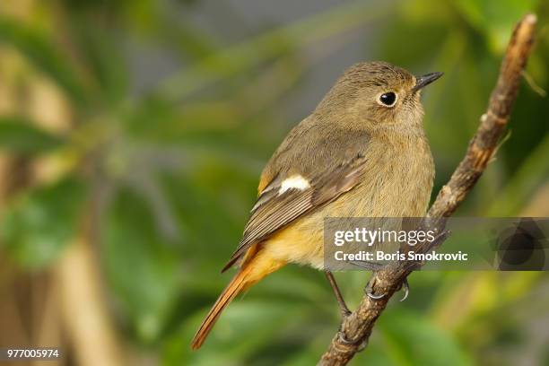 Daurian Rosa Daurian Photos and Premium High Res Pictures - Getty Images