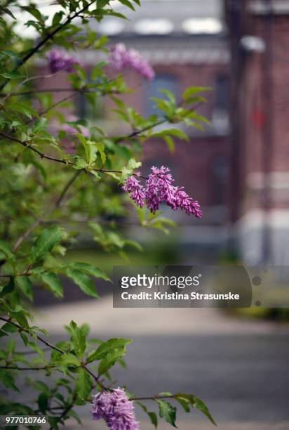 lilacs in bloom - kristina strasunske ストックフォトと画像
