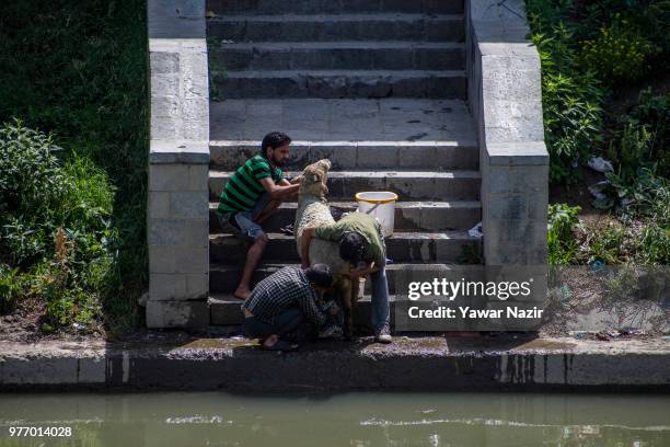 Kashmiri men wash their sheep on the bank of river Jehlum on June 17, 2018 in Srinagar, the summer capital of Indian administered Kashmir, India....