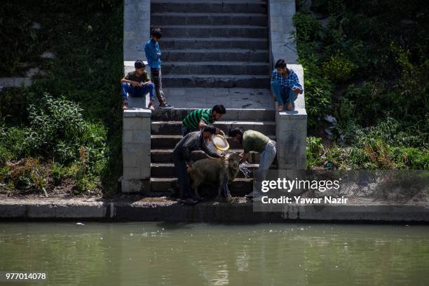 Kashmiri men wash their sheep on the bank of river Jehlum on June 17, 2018 in Srinagar, the summer capital of Indian administered Kashmir, India....