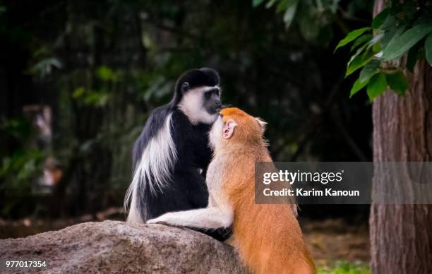 gimme a kiss! it's valentine!! - valentine monkey stock-fotos und bilder