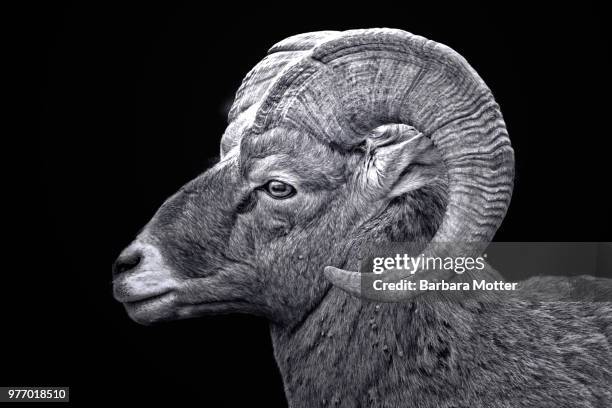 bighorn sheep - bighorn sheep stockfoto's en -beelden