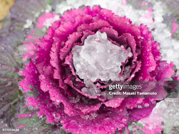 564 Cabbage And Rose Stock Photos, High-Res Pictures, and Images ...