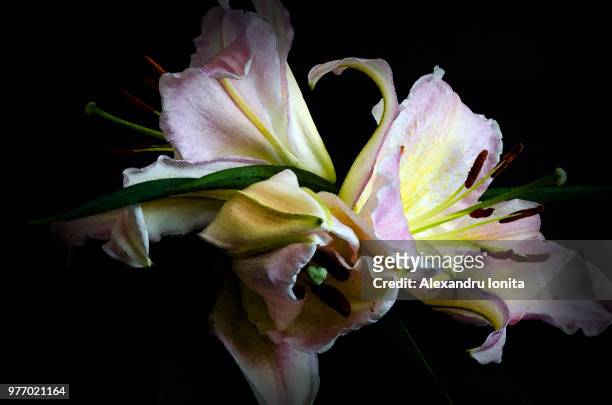 aquarell lily - aquarell stock pictures, royalty-free photos & images