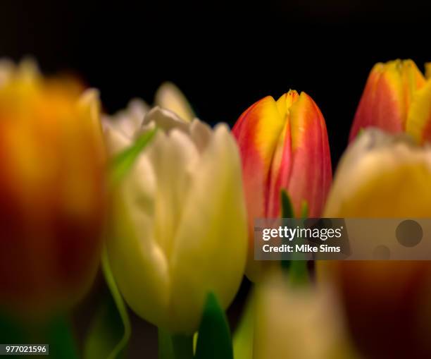Mike Sims Collection 1,287 Mike Sims Stock Photos, High-Res Pictures, and Images - Getty Images