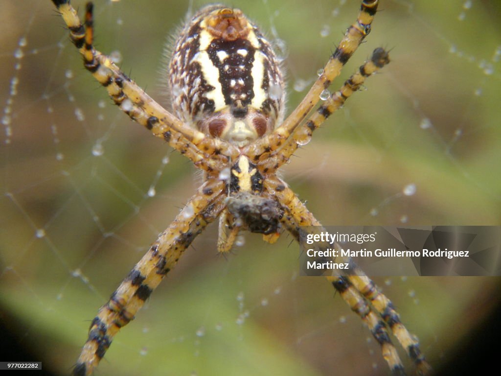 In the web, en la red 1