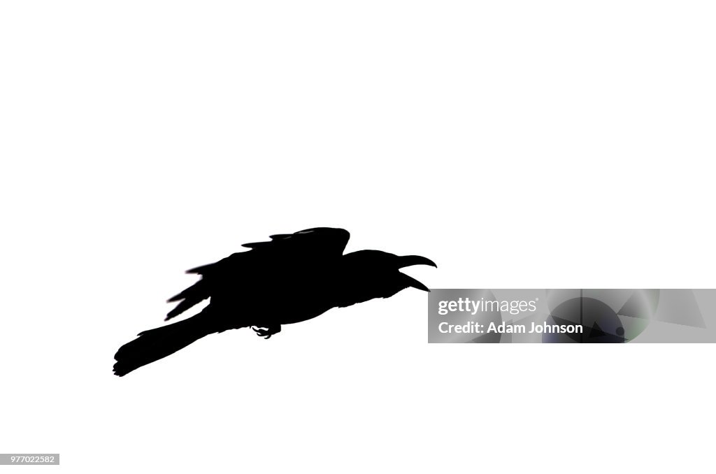 Crow 2