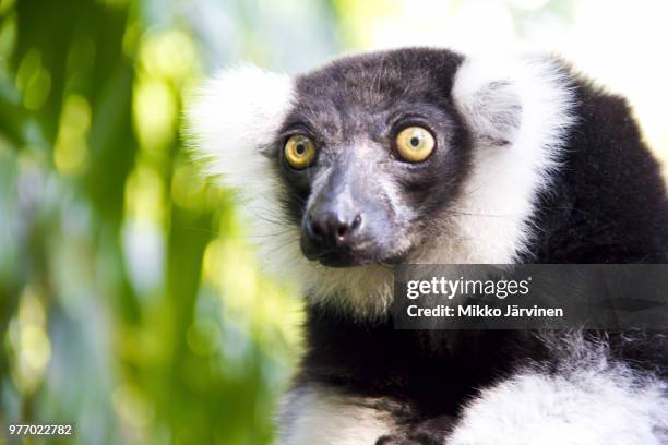 let's take a look - black and white ruffed lemur stock pictures, royalty-free photos & images