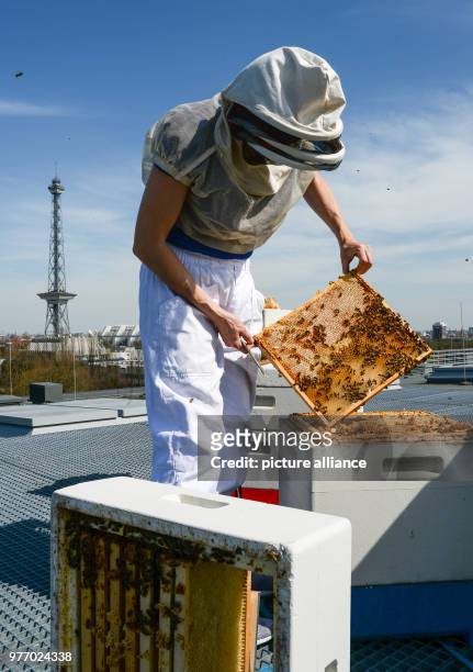 April 2018, Germany, Berlin: Hobby bee-keeper Erika Mayr checks up on her bee hives on a rooftop of the Berliner exhibition centre at the radio...