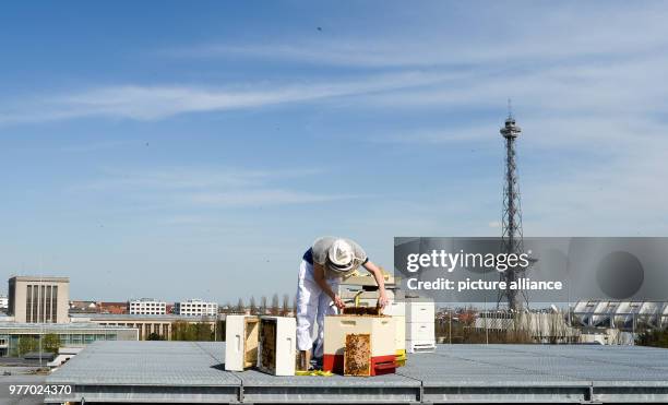 April 2018, Germany, Berlin: Hobby bee-keeper Erika Mayr checks up on her bee hives on a rooftop of the Berliner exhibition centre at the radio...