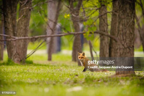 fox in the woods - andre fox imagens e fotografias de stock