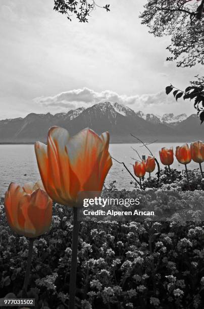 lungern,switzerland - lungern stock pictures, royalty-free photos & images