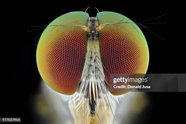 close-up of robber fly (ommatius ouachitensis), kotabangun, east kalimantan, indonesia - tvåvingar bildbanksfoton och bilder
