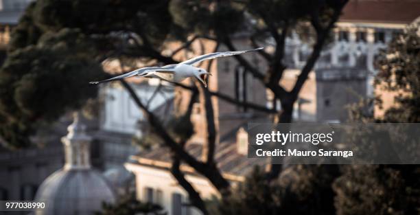 il grido del gabbiano - gabbiano stockfoto's en -beelden