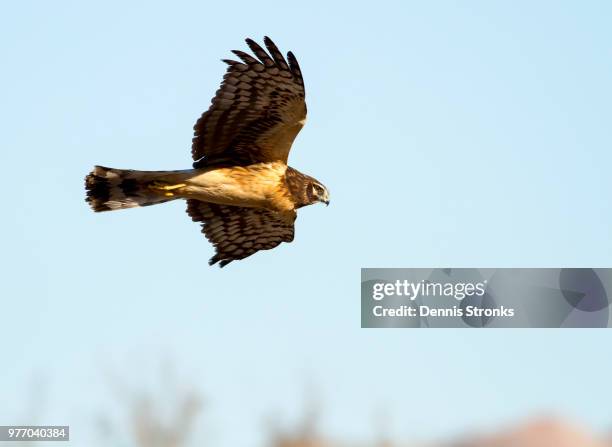 Hen Flying Photos and Premium High Res Pictures - Getty Images