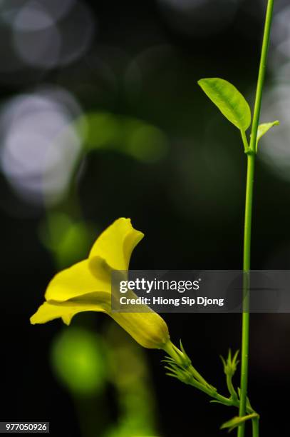 yellow mandevilla - mandevilla stock pictures, royalty-free photos & images